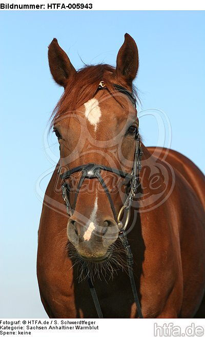 Sachsen Anhaltiner Warmblut / horse / HTFA-005943