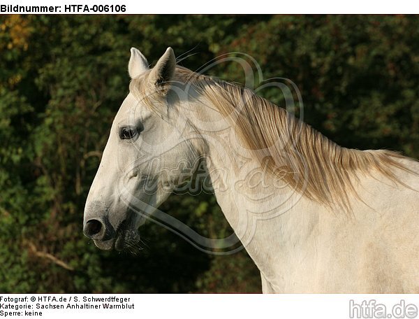 Sachsen Anhaltiner Warmblut / horse / HTFA-006106