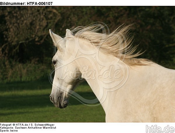 Sachsen Anhaltiner Warmblut / horse / HTFA-006107