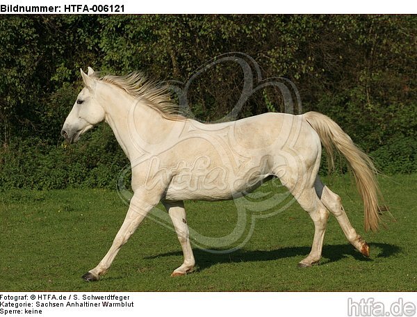 Sachsen Anhaltiner Warmblut / horse / HTFA-006121