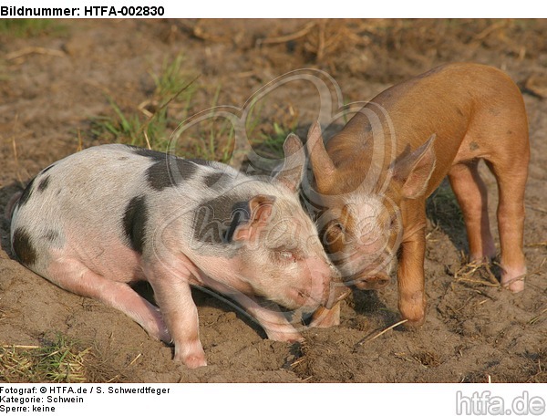 Ferkel / piglets / HTFA-002830