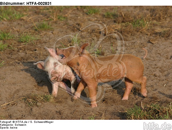 Ferkel / piglets / HTFA-002831