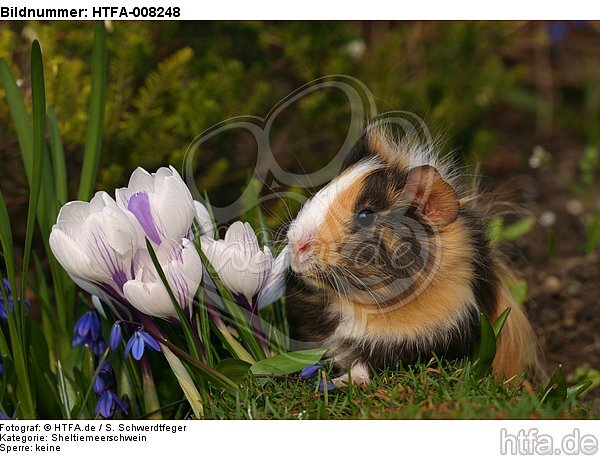 Sheltiemeerschwein / guninea pig / HTFA-008248