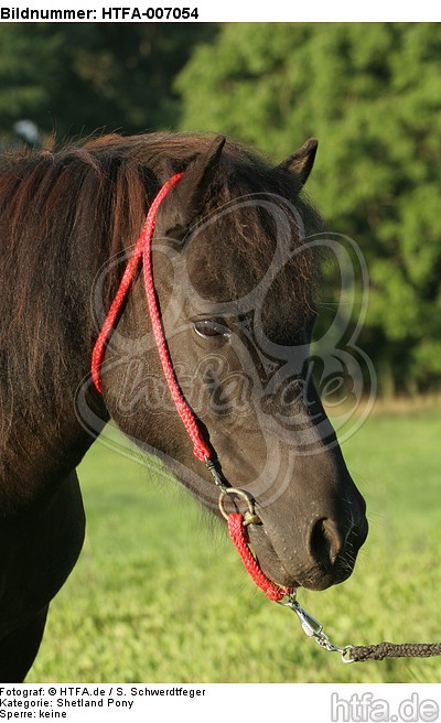 Shetland Pony / HTFA-007054