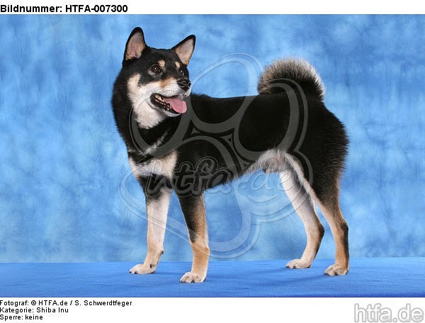 Shiba Inu / HTFA-007300