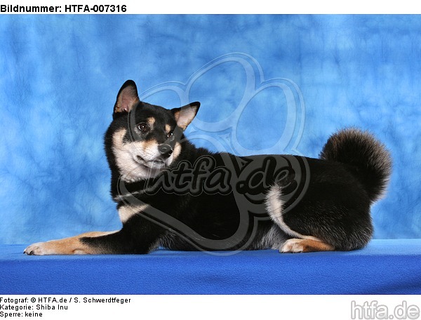 Shiba Inu / HTFA-007316