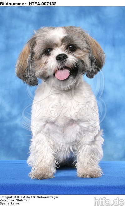 Shih Tzu / HTFA-007132