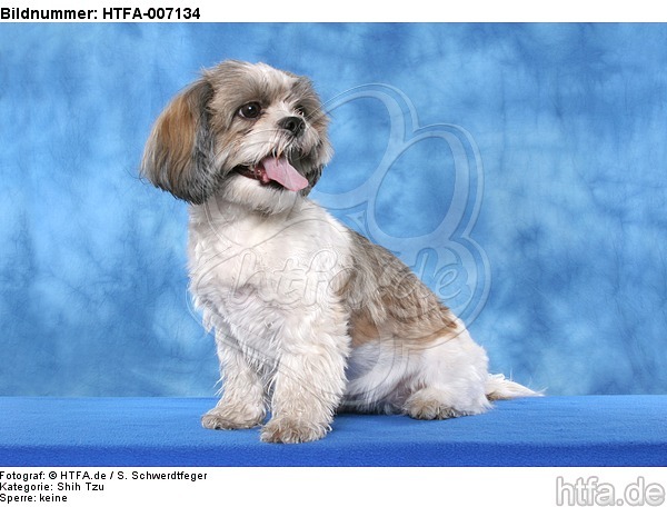 Shih Tzu / HTFA-007134