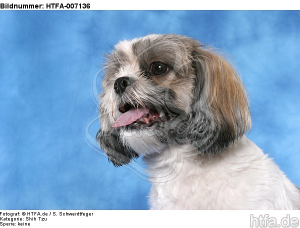 Shih Tzu / HTFA-007136