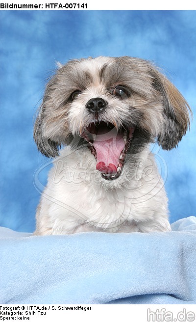 Shih Tzu / HTFA-007141