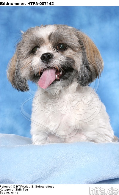 Shih Tzu / HTFA-007142