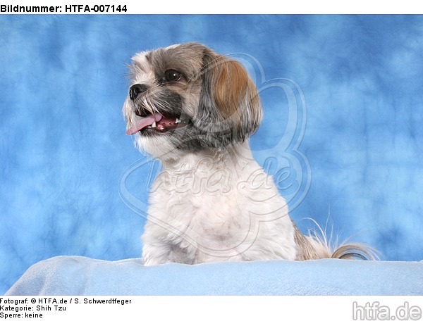 Shih Tzu / HTFA-007144