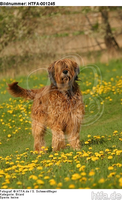 Briard / berger de brie / HTFA-001245