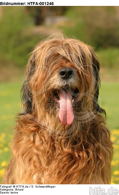 Briard / berger de brie / HTFA-001246