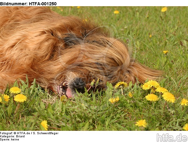 Briard / berger de brie / HTFA-001250