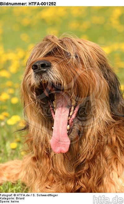 Briard / berger de brie / HTFA-001252