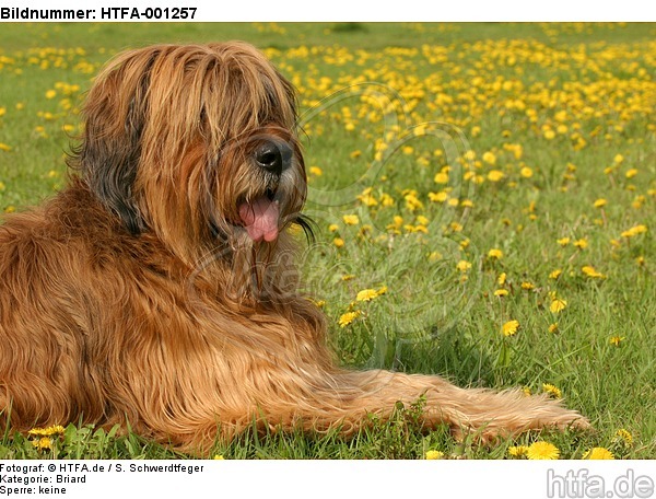 Briard / berger de brie / HTFA-001257