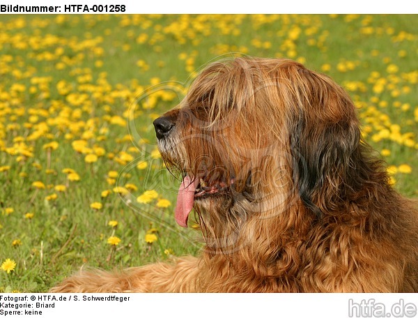 Briard / berger de brie / HTFA-001258