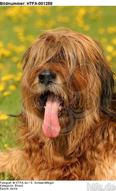 Briard / berger de brie / HTFA-001259