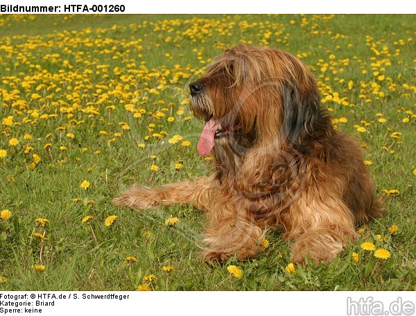 Briard / berger de brie / HTFA-001260