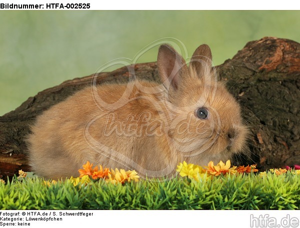 Löwenköpfchen / lion-headed bunny / HTFA-002525