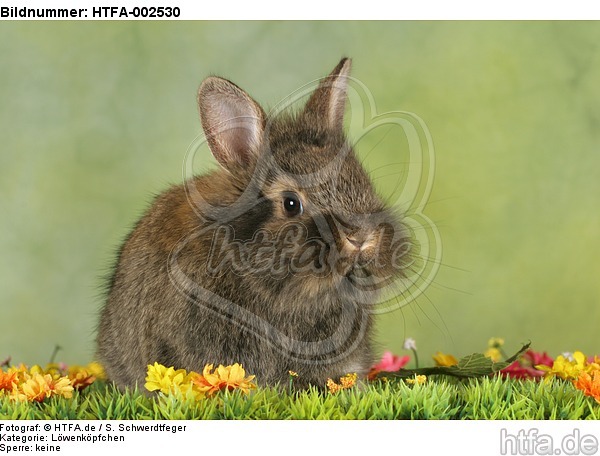 Löwenköpfchen / lion-headed bunny / HTFA-002530