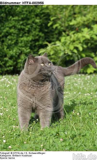 Britisch Kurzhaar Kätzchen / british shorthair kitten / HTFA-002956