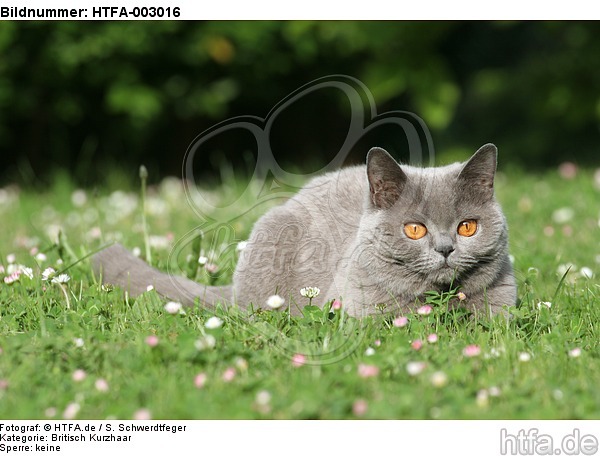 Britisch Kurzhaar / british shorthair / HTFA-003016