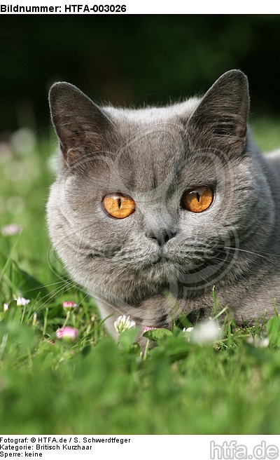 Britisch Kurzhaar / british shorthair / HTFA-003026