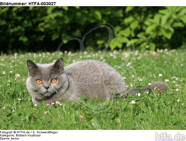 Britisch Kurzhaar / british shorthair / HTFA-003027