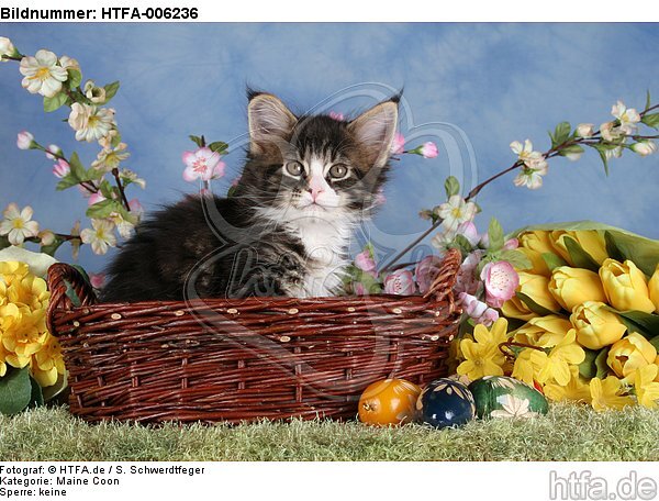 Maine Coon Kätzchen / maine coon kitten / HTFA-006236