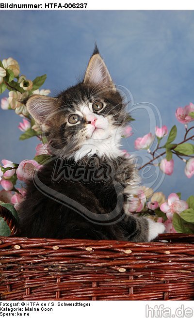 Maine Coon Kätzchen / maine coon kitten / HTFA-006237