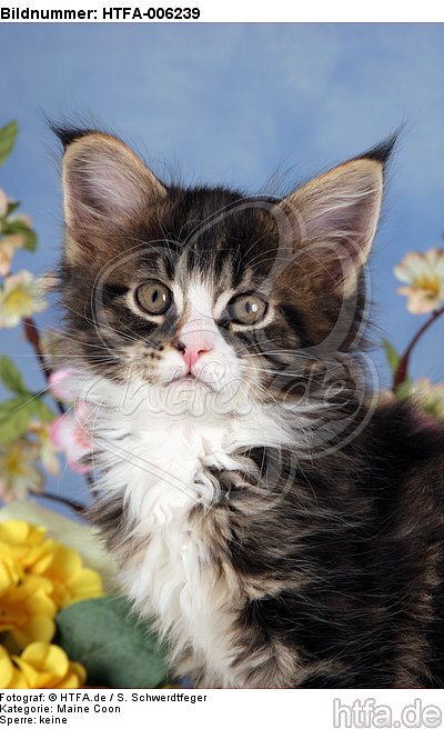 Maine Coon Kätzchen / maine coon kitten / HTFA-006239