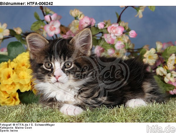 Maine Coon Kätzchen / maine coon kitten / HTFA-006242