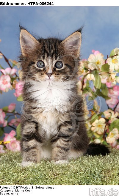 Maine Coon Kätzchen / maine coon kitten / HTFA-006244