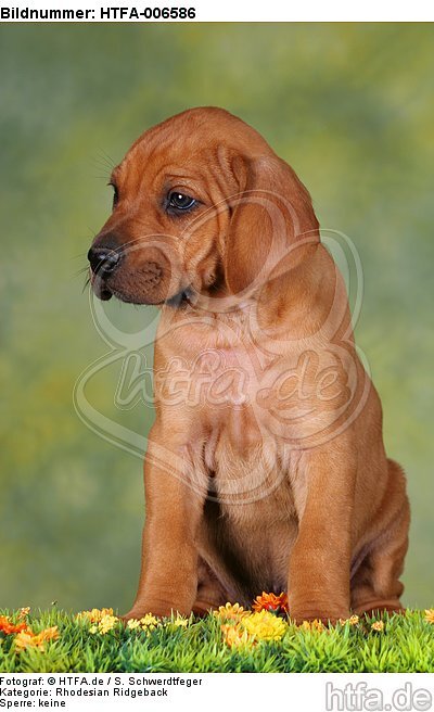 Rhodesian Ridgeback Welpe / rhodesian ridgeback puppy / HTFA-006586