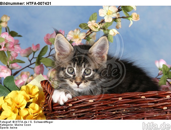 Maine Coon Kätzchen / maine coon kitten / HTFA-007431