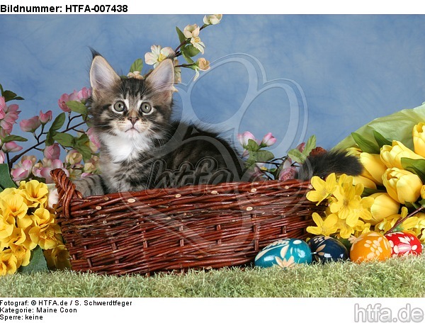 Maine Coon Kätzchen / maine coon kitten / HTFA-007438