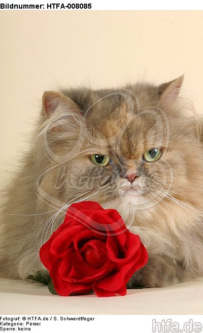 europäische Perserkatze mit Rose / european perser with rose / HTFA-008085