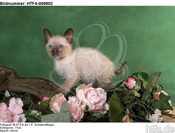 stehendes Thai Kätzchen / standing thai kitten / HTFA-009502