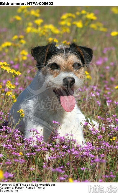 liegender Parson Russell Terrier / lying PRT / HTFA-009603