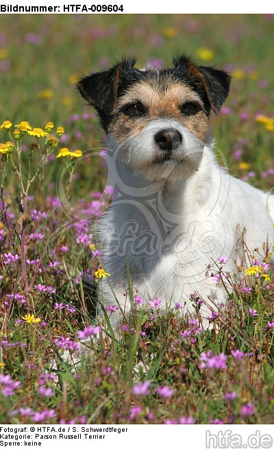 liegender Parson Russell Terrier / lying PRT / HTFA-009604