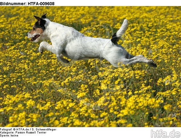 springender Parson Russell Terrier / jumping PRT / HTFA-009608