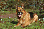 liegender Deutscher Schäferhund / lying German Shepherd