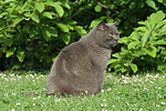 Britisch Kurzhaar Kätzchen / british shorthair kitten