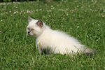 Britisch Kurzhaar Kätzchen / british shorthair kitten