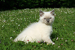 Britisch Kurzhaar Kätzchen / british shorthair kitten