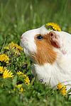 Crested Meerschwein / crested guninea pig