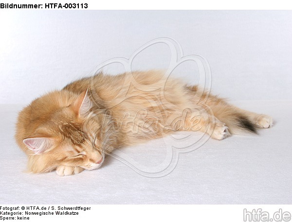 Norwegische Waldkatze / norwegian forestcat / HTFA-003113