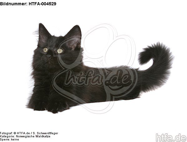 Norwegische Waldkatze Kätzchen / norwegian forestcat kitten / HTFA-004529